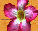 Rvan_gogh_flower_thumb