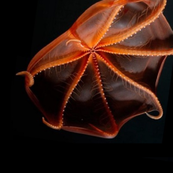 Big Squid