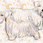 sealyham_terrier