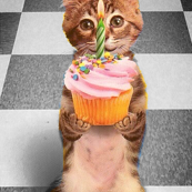 Cupcake Kitten
