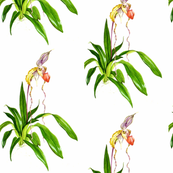 lady's slipper orchid 