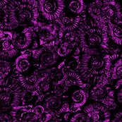 ammonite