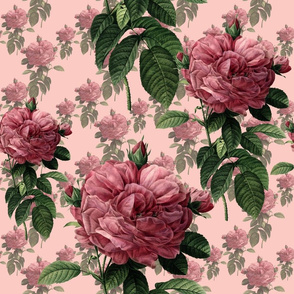 Redoute' Roses ~ Sweet Pink ~ Large