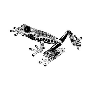 Graphic Frog