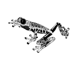 Graphic Frog