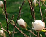 Rimg_7279_thumb