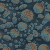 pollen mix blue solar SEM