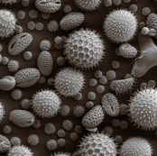 pollen mix grey SEM