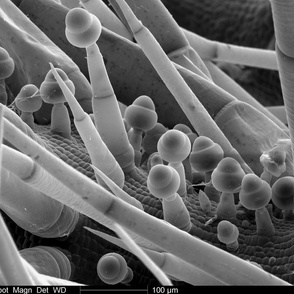 squash SEM