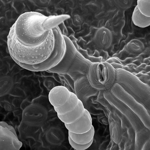 Sunflower Leaf SEM