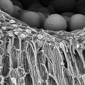 Amorphophallus titanum anther SEM