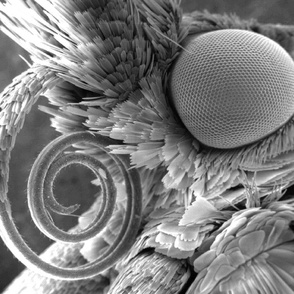 Moth SEM