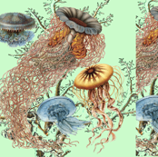 justjellies