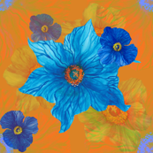 Blue poppy orange