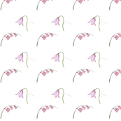Pink Bluebells