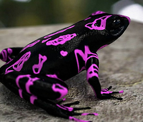 Bountiful Frogs
