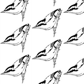nuthatch
