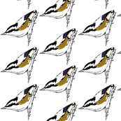 nuthatch 2clr
