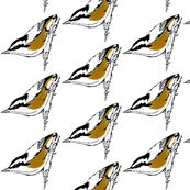 nuthatch br