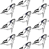 nuthatch bl