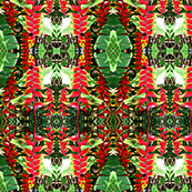Haliconia Surrealism 
