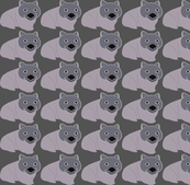 Wombats in Australia