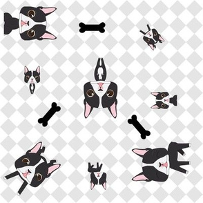 Boston Terrier Bonanza