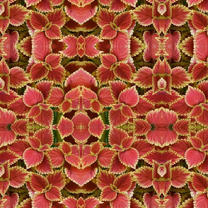 Coral Floral