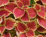 Rrflowers1_thumb
