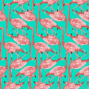 Flamingoes
