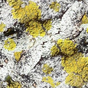 Lichen