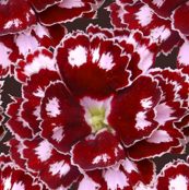 Red and White Carnations