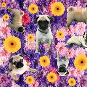 Pretty Pugs