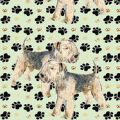 Lakeland_Terriers