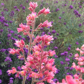 Spring Pinks Squared