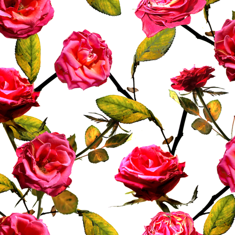 Photo of Roses Pattern (white background)