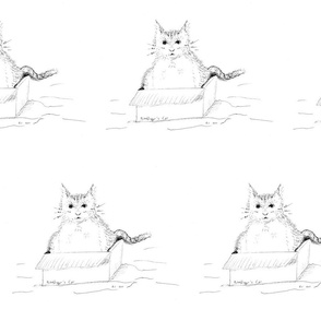 Schroedinger_cat