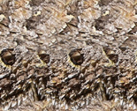 Rtexas_horned_frog_thumb