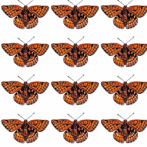 Checkerspot butterfly