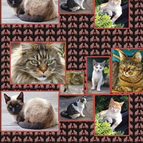 cat_collage