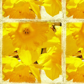 Sunshine Daffodils