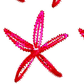 cestlaviv_starfish1 pinkred