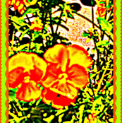 Orange Poppies Are So Happy