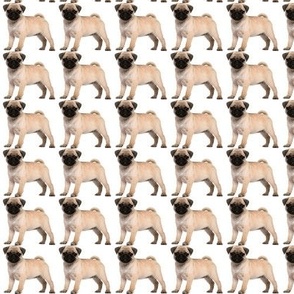 Pug Dogs on White