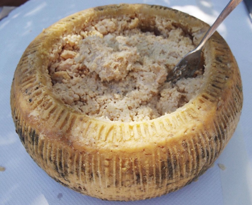 Сыр С Червями Деликатес Итальянский Фото – Telegraph