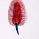 Extension-2002