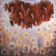 Microcosm-1997