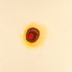 Seed-2001