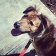 Oc%20down%20the%20leash