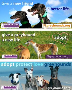 Going Big for Adopting Greyhounds in Florida